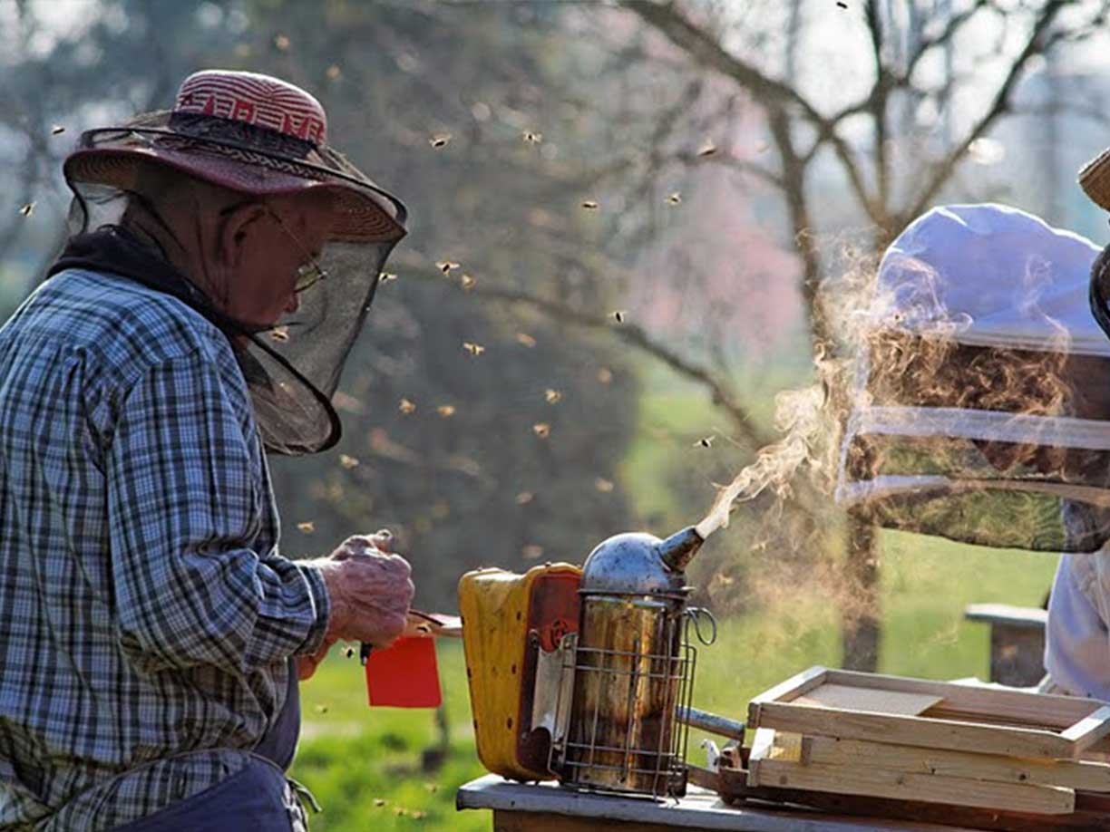 apiculture